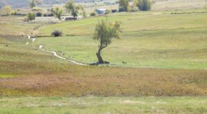 Lower McKinley Ditch in pasture