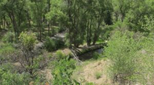 McKinley Ditch streambanks