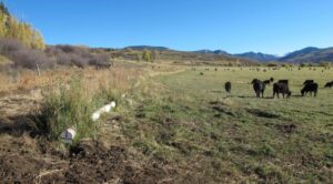 Upper McKinley Ditch field and cows