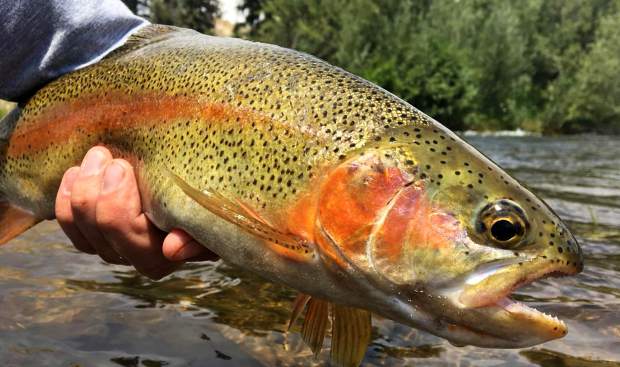 Colorado Parks and Wildlife lifts mandatory fishing closure at Stagecoach tailwaters