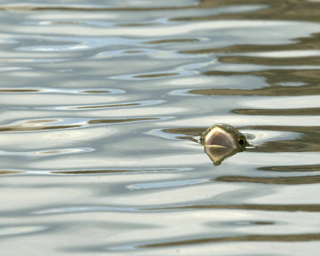 A Fish Out of Water: When Survival Isn’t Legally Protected